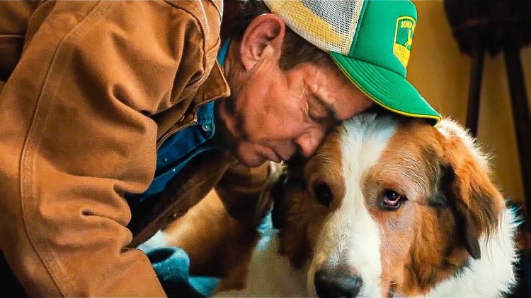 Собачья жизнь 2 — трогательный и добрый фильм